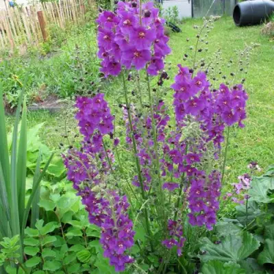 Коровяк ВИОЛЕТТА (вербаскум) в Осиповичах