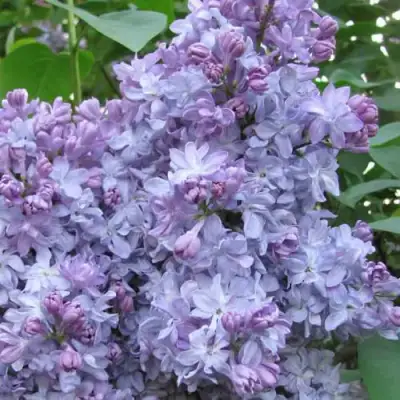 Сирень НЕБО МОСКВЫ в Осиповичах