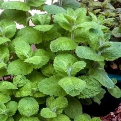 Мята яблочная в Осиповичах