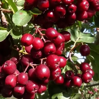 Рябина ГРАНАТНАЯ сладкоплодная в Осиповичах