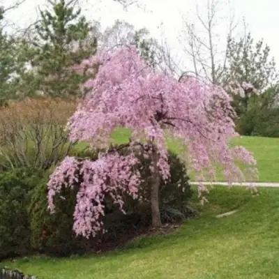Сакура КИКУ ШИДАРЕ в Осиповичах