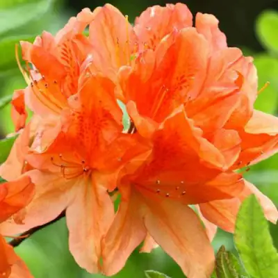 Азалия ГЕЙША ОРАНЖ японская в Осиповичах