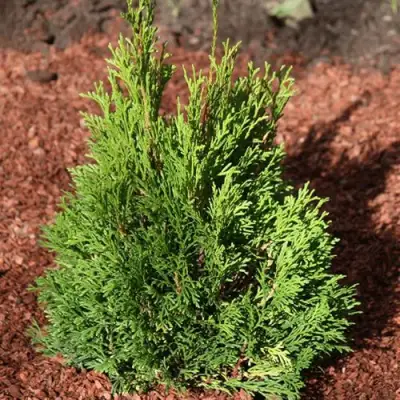 Туя МИКИ западная в Осиповичах