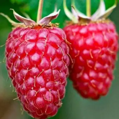 Малина ремонтантная Бриллиантовая