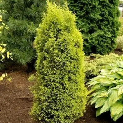 Можжевельник ГОЛД КОН обыкновенный в Осиповичах