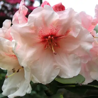 Рододендрон ХАНЯ	 в Осиповичах