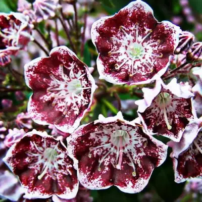 Кальмия БЛЕК ЛЕЙБЛ  в Осиповичах