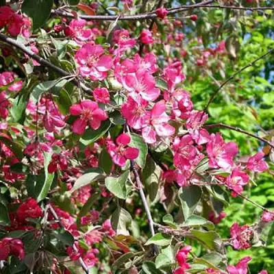 Яблоня КИТАЙКА ДОЛГО декоративная в Осиповичах