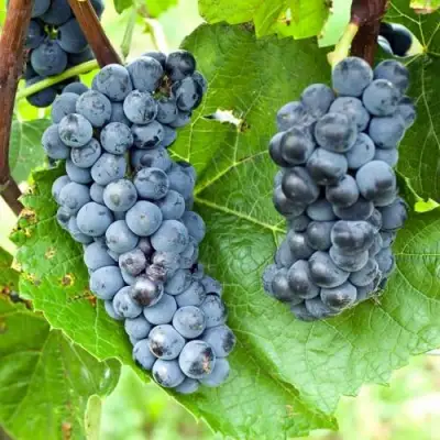 Виноград ВЭЛИАНТ в Осиповичах