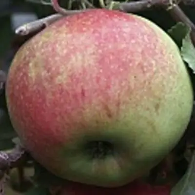 Яблоня СОКОЛОВСКОЕ стелющаяся в Осиповичах