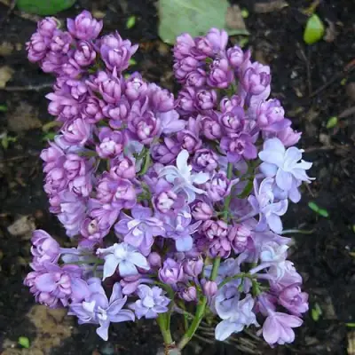 Сирень НАДЕЖДА в Осиповичах