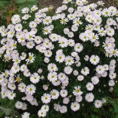 Астра ВАЙС многолетняя в Осиповичах