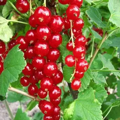 Смородина красная ФЕРТОДИ в Осиповичах