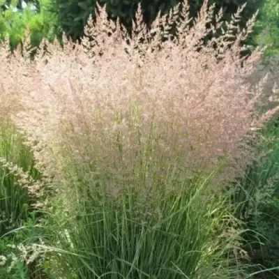 Вейник ОВЕРДАМ остроцветковый в Осиповичах