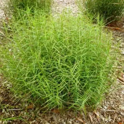 Осока ПАЛЬМОЛИСТНАЯ в Осиповичах