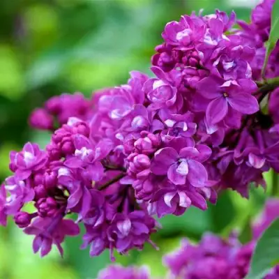 Сирень ОГНИ ДОНБАССА в Осиповичах