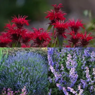 Комплект АРОМАТНЫЙ ЧАЙ в Осиповичах