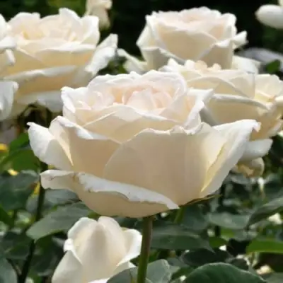 Роза БОИНГ чайно-гибридная в Осиповичах