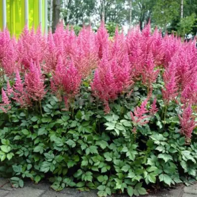 Астильба ВИЖНС ИН ПИНК китайская в Осиповичах