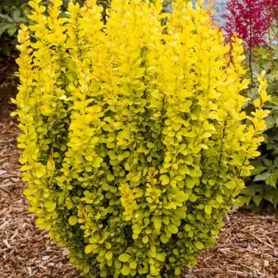 Барбарис ГОЛДЕН ТОРЧ тунберга в Осиповичах