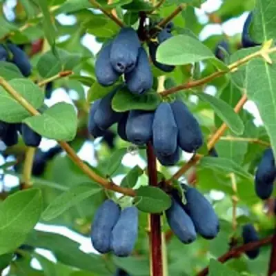 Жимолость съедобная АМФОРА в Осиповичах