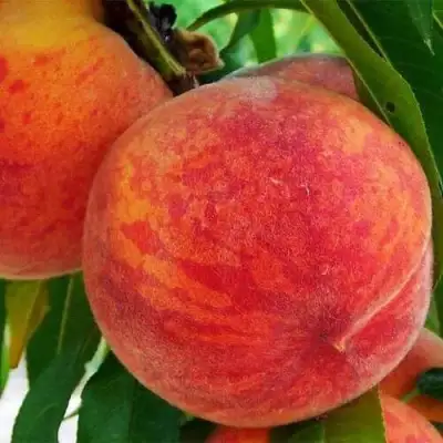 Персик ЗОЛОТОЙ ЮБИЛЕЙ в Осиповичах