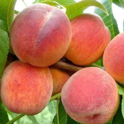 Персик ВАЙН ГОЛД Т3 в Осиповичах