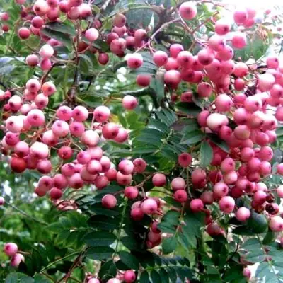 Рябина COREAL сладкоплодная  в Осиповичах