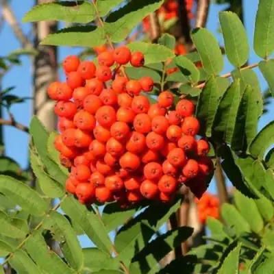 Рябина САХАРНАЯ ПЕТРОВА сладкоплодная в Осиповичах
