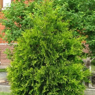 Туя АНЯ (АНИЕ) западная в Осиповичах