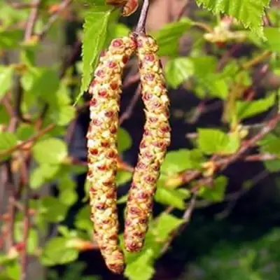 Береза бородавчатая в Осиповичах