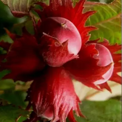 Фундук БАГРЯНЕЦ в Осиповичах