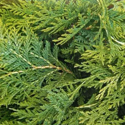 Кипарисовик ЭЛВУДИ ЭМПАЙР лавсона в Осиповичах