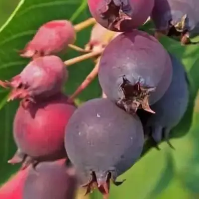 Ирга MANDAN в Осиповичах