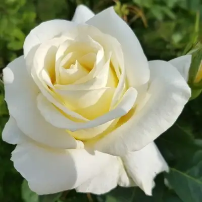 Роза МОНДИАЛЬ чайно-гибридная в Осиповичах