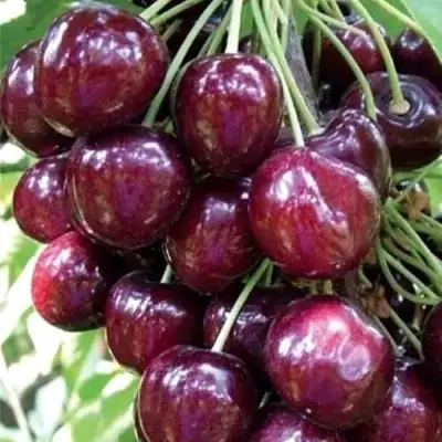 Черешня СИЛЬВИЯ колоновидная в Осиповичах