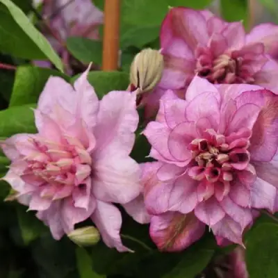 Клематис ИННОСЕНТ ГЛАНС в Осиповичах