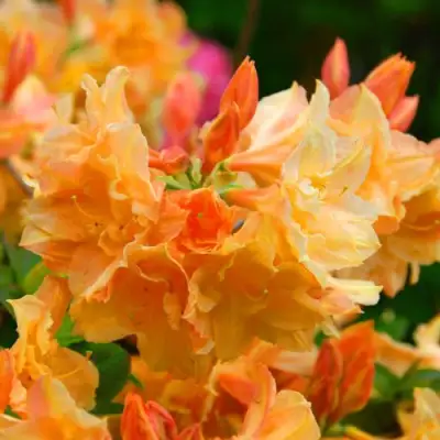 Азалия ЧАРДАШ листопадная в Осиповичах