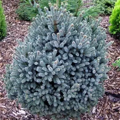 Ель НАНА сизая в Осиповичах