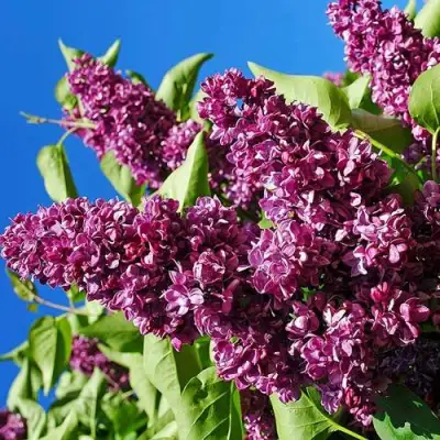 Сирень ЧАРЛЬЗ ДЖОЛИ в Осиповичах