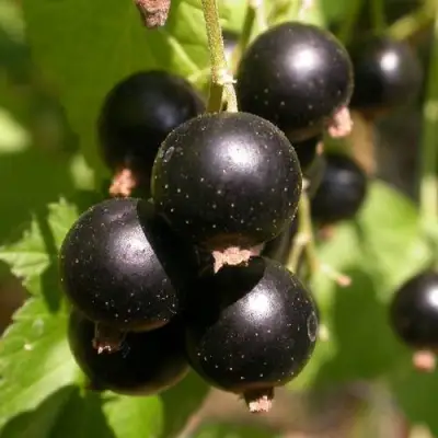 Смородина чёрная БИНАР в Осиповичах