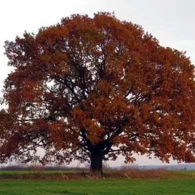 Дуб скальный в Осиповичах