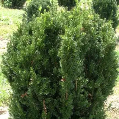 Тис ХИКСИ средний в Осиповичах