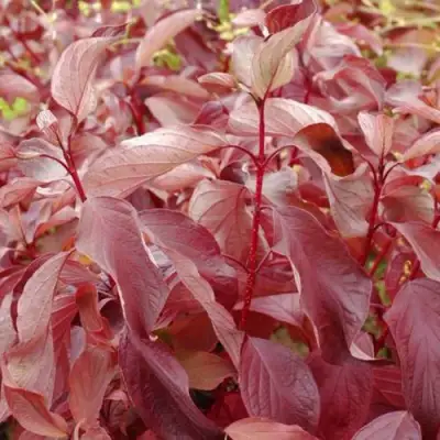 Дерен КРАСНЫЙ в Осиповичах