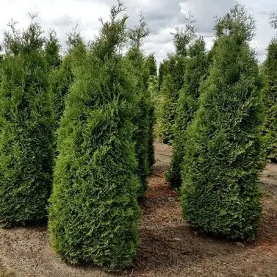 Туя ХОЛМСТРУП западная в Осиповичах