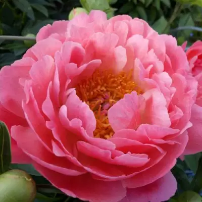 Пион КОРАЛ САНСЕТ травянистый в Осиповичах