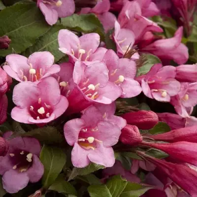 Вейгела ФЛОРИДА в Осиповичах