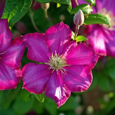 Клематис КАРМЕНСИТА в Осиповичах