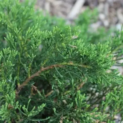 Можжевельник РОКЕРИ ДЖЕМ казацкий  в Осиповичах