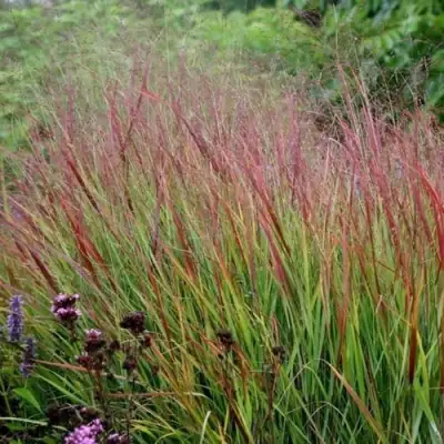 Просо РЕБРАУН прутьевидное в Осиповичах